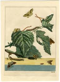 Attēlu rezultāti vaicājumam “Malacosoma neustria”