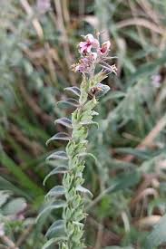 Attēlu rezultāti vaicājumam “Odontites vulgaris”