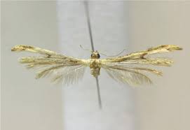 Attēlu rezultāti vaicājumam “Adaina microdactyla”