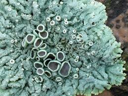 Attēlu rezultāti vaicājumam “Physcia aipolia”