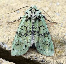 Attēlu rezultāti vaicājumam “Griposia aprilina”