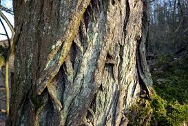 Attēlu rezultāti vaicājumam “Lepraria incana”