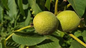 Attēlu rezultāti vaicājumam “Juglans regia fruit”