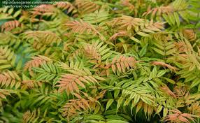 Attēlu rezultāti vaicājumam “Sorbaria sorbifolia bud”