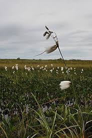 Attēlu rezultāti vaicājumam “Eriophorum angustifolium”
