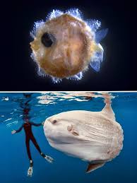 Image result for Mola mola