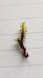 Attēlu rezultāti vaicājumam “Dichodontium pellucidum”