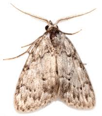 Attēlu rezultāti vaicājumam “Panolis umbra”