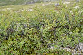 Attēlu rezultāti vaicājumam “Betula nana”