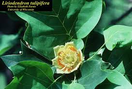 Attēlu rezultāti vaicājumam “Liriodendron tulipifera”