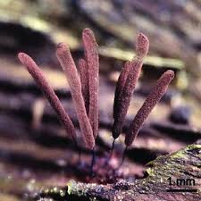 Attēlu rezultāti vaicājumam “Physarum braunianum spores”