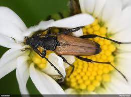 Attēlu rezultāti vaicājumam “Anastrangalia sanguinolenta”