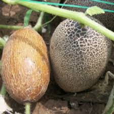 Attēlu rezultāti vaicājumam “Angelica sylvestris fruit”