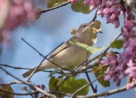 Attēlu rezultāti vaicājumam “Sylvia borin adult”