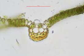 Attēlu rezultāti vaicājumam “Syntrichia virescens”