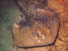 Image result for Dasyatis chrysonota
