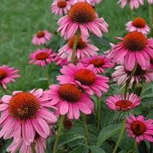 Image result for Echinacea Lustre hybrids