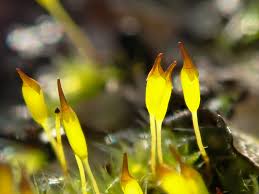 Attēlu rezultāti vaicājumam “Racomitrium heterostichum”