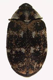 Attēlu rezultāti vaicājumam “Anthrenus museorum”