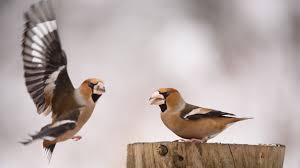 Attēlu rezultāti vaicājumam “Coccothraustes coccothraustes adult”