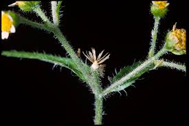 Attēlu rezultāti vaicājumam “Galinsoga quadriradiata flower”