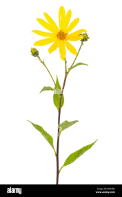 Attēlu rezultāti vaicājumam “Helianthus tuberosus flower”