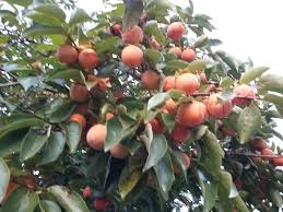 Image result for sharon fruit