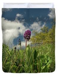 Attēlu rezultāti vaicājumam “Orchis militaris flower”