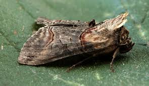 Attēlu rezultāti vaicājumam “Abrostola triplasia”