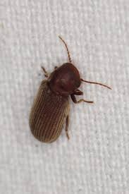 Attēlu rezultāti vaicājumam “Priobium carpini”