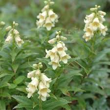 Image result for Digitalis grandiflora
