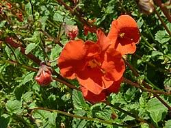 Image result for Alonsoa liniflora