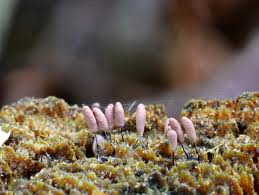 Attēlu rezultāti vaicājumam “Stemonitopsis hyperopta var. landewaldii young”