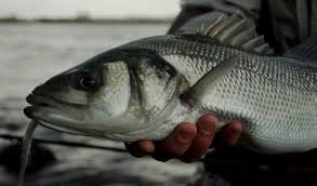 Image result for Dicentrarchus labrax