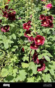 Attēlu rezultāti vaicājumam “Alcea rosea leaf”