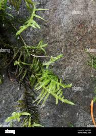 Attēlu rezultāti vaicājumam “Pseudoscleropodium purum”