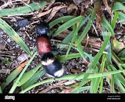 Attēlu rezultāti vaicājumam “Mutilla europaea”