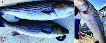 Image result for Morone saxatilis