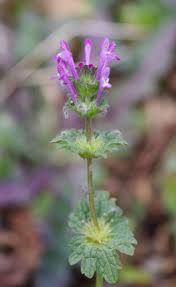 Attēlu rezultāti vaicājumam “Lamium amplexicaule”