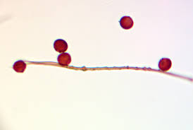 Attēlu rezultāti vaicājumam “Didymium tussilaginis sessile”