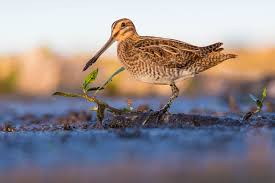 Attēlu rezultāti vaicājumam “Gallinago gallinago eggs”