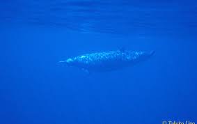 Image result for Mesoplodon bidens