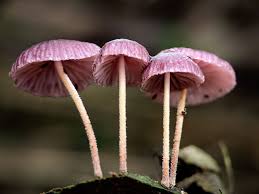 Attēlu rezultāti vaicājumam “Mycena rosella”