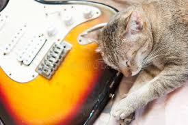 Image result for Cat sleeping in guitar