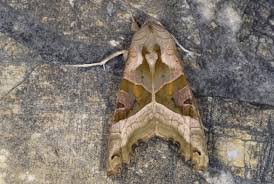 Attēlu rezultāti vaicājumam “Phlogophora meticulosa”