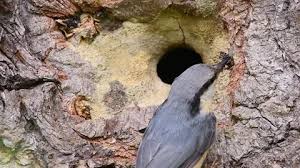 Attēlu rezultāti vaicājumam “Sitta europaea nest”