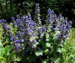 Attēlu rezultāti vaicājumam “Ajuga genevensis”