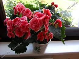 Image result for Бегония Элатиор 12х22 4601887072423