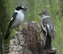 Image result for Ficedula albicollis