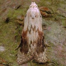 Attēlu rezultāti vaicājumam “Aphomia sociella”